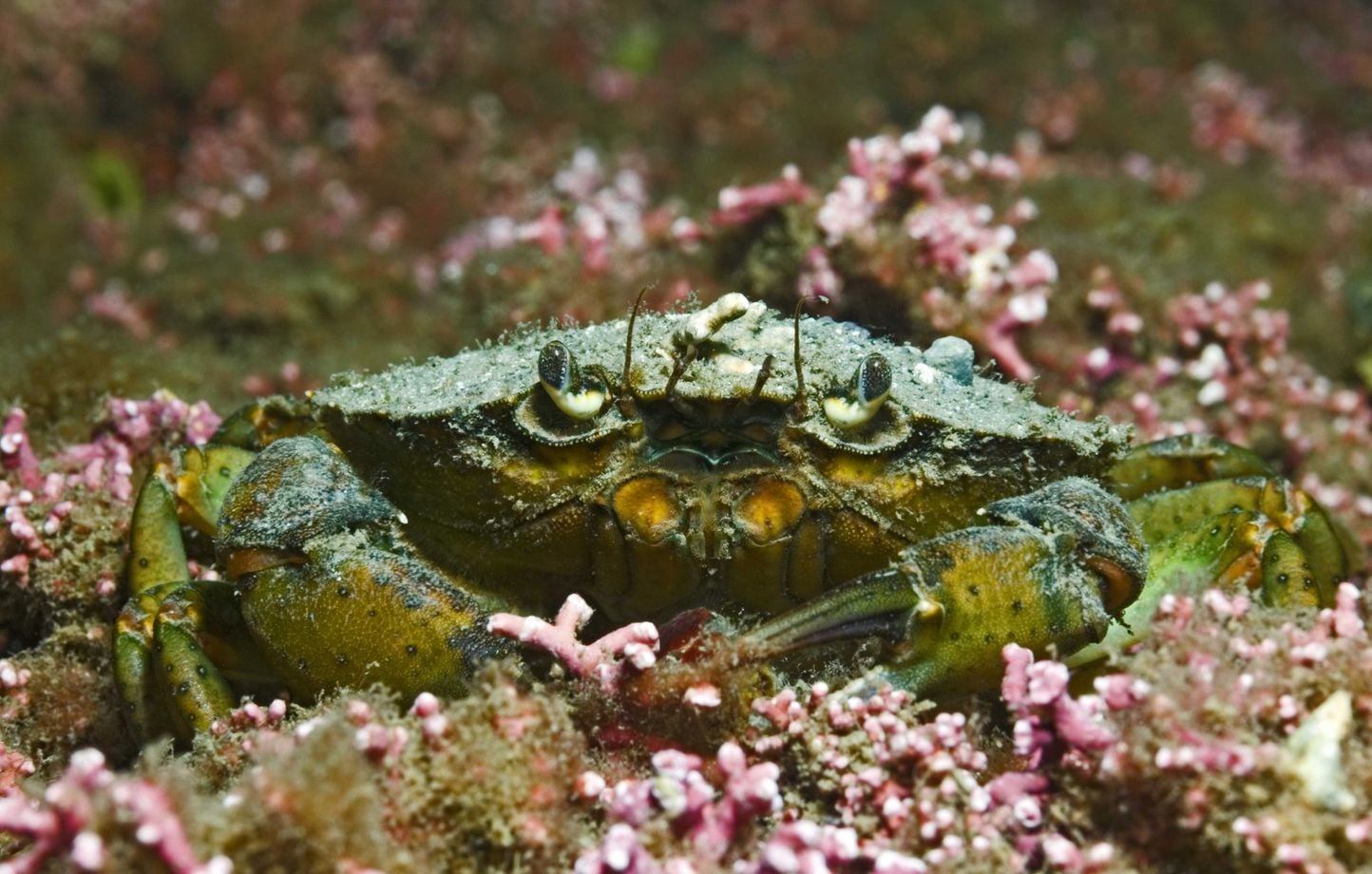 “Hay que cambiar los métodos de pesca”… El coral bretón está en peligro “Hay que cambiar los métodos de pesca”… El coral bretón está en peligro